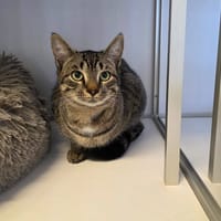 Mickey, chat à adopter