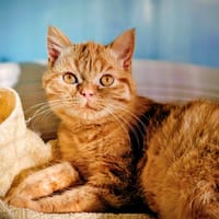 ZERO DEGRE, chat à adopter