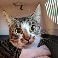 VOLCAN, chat à adopter