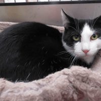 TOUDY, chat à adopter