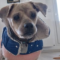 GUISMO, chien à adopter