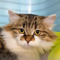 TOUFU, chat à adopter