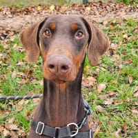 TACHA, chienne à adopter