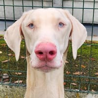 ICE CREAM, chien à adopter