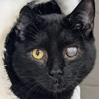 ABEL, chat à adopter