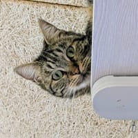 PATTY, chatte à adopter