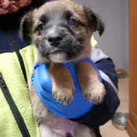 Śnieżynka, suczka do adopcji