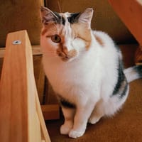 Nessa, kotka do adopcji