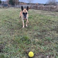 Vega, suczka do adopcji