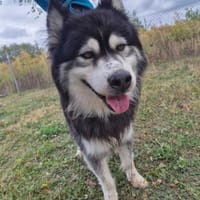 Vidar, pies do adopcji