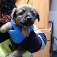 Gwiazdor, pies do adopcji