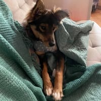 Fifi, suczka do adopcji