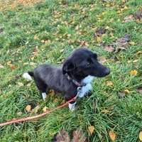 Perełka, suczka do adopcji