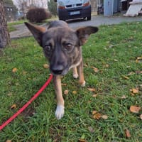 Nela, suczka do adopcji