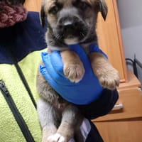 Mikołajek, pies do adopcji