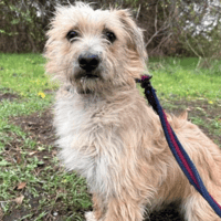 Button, dog to adopt