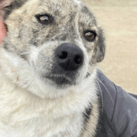 Misty, female dog to adopt