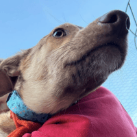 Meelie, female dog to adopt