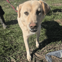 Twinkie, female dog to adopt