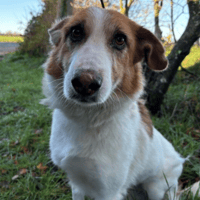 Freud, female dog to adopt