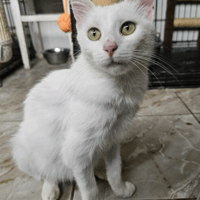 Charlotte, female cat to adopt