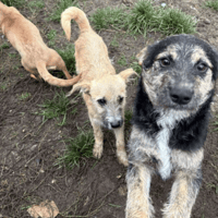 Kaz, female dog to adopt