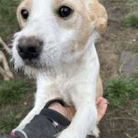 Debs, female dog to adopt