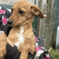 Lucy, female dog to adopt