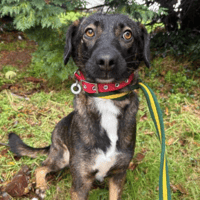 Bubbles, dog to adopt