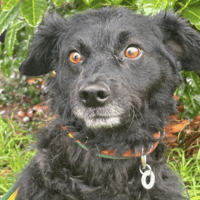 Dagry, dog to adopt