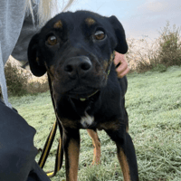 Helen, female dog to adopt