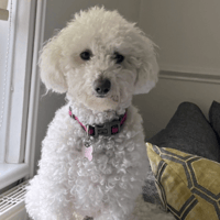 Pip, female dog to adopt