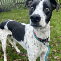 Larry, dog to adopt