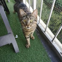 Grisou, chat à adopter