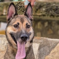 MIZU (lara), chienne à adopter