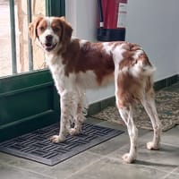 LUNARES (lara), chienne à adopter