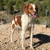 TOPI (lara), chienne à adopter