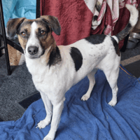 Apolla, female dog to adopt