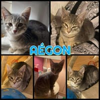 AEGON, chat à adopter