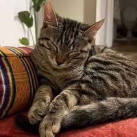 Neptune, chatte à adopter