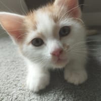 Adaline, chatte à adopter