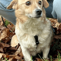 Heidi, chienne à adopter