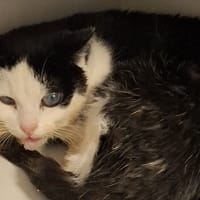 Gienia, kotka do adopcji