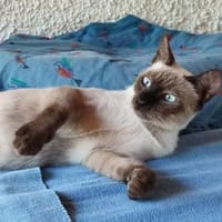 Marta sucht Dich, Katze zur Adoption
