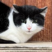 Jack, Kater zur Adoption