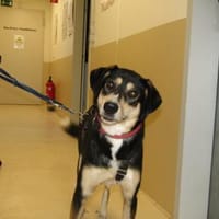 Aluna, Hündin zur Adoption