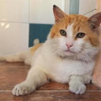 Freundlicher Kuschelkater Dolar, Kater zur Adoption