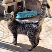 Junge, fröhliche Katze Tirana, Katze zur Adoption