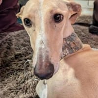 Clarina ist ein Schatz, Hündin zur Adoption