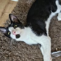 Sonnenschein Niko wartet auf Dich, Kater zur Adoption